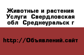 Животные и растения Услуги. Свердловская обл.,Среднеуральск г.